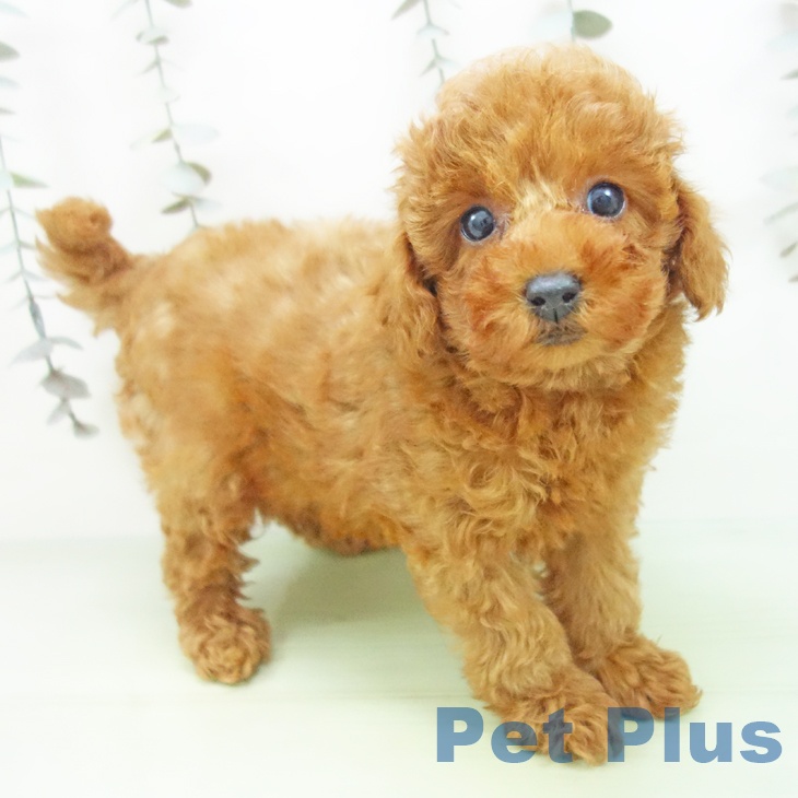 トイ・プードル