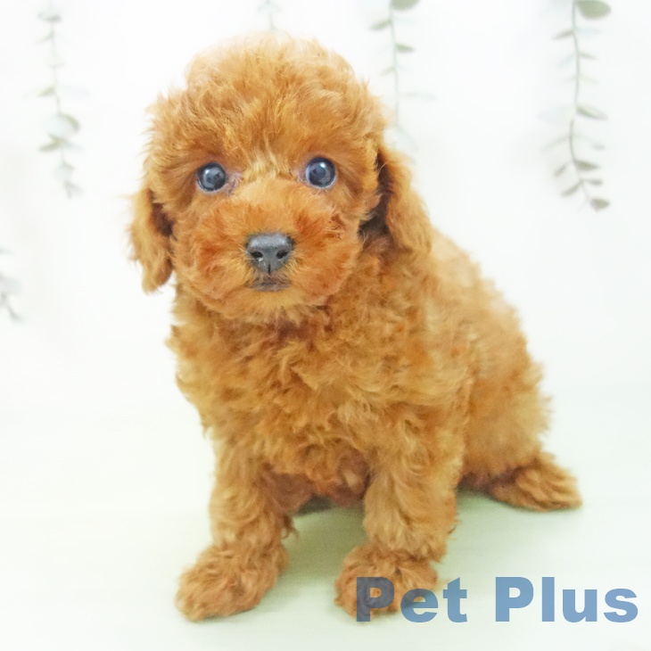 トイ・プードル