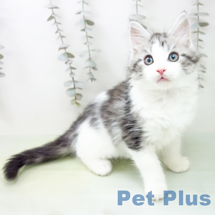 メインクーンの写真2