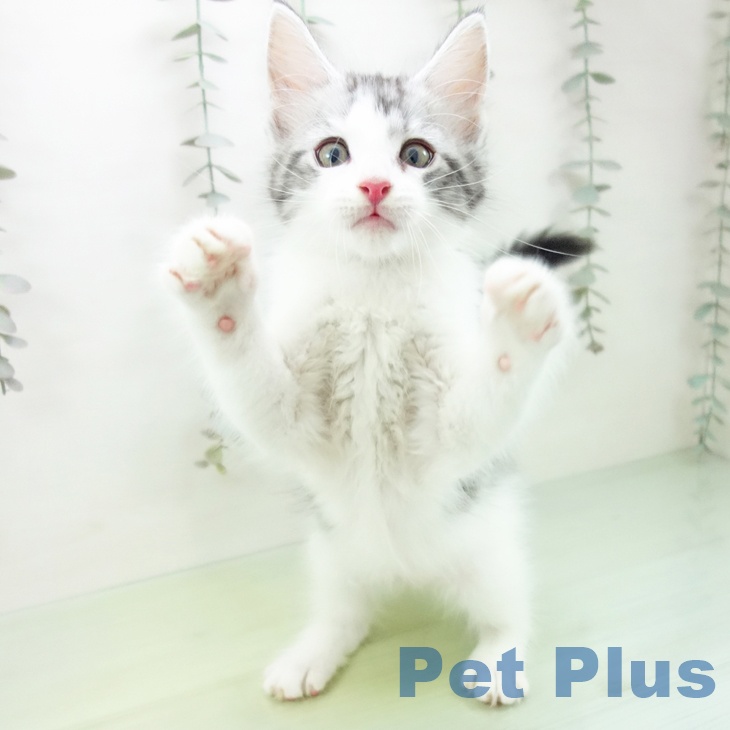 メインクーンの写真2