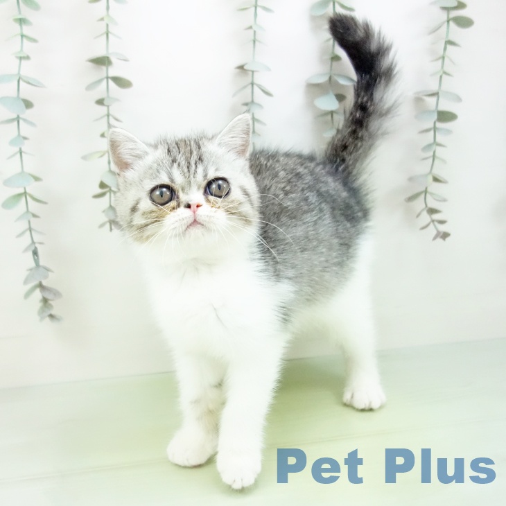 愛知県のエキゾチック (ペットプラス ナゴヤドーム前店/2025年9月7日生まれ/女の子/シルバータビーホワイト)の子猫の1枚目の画像