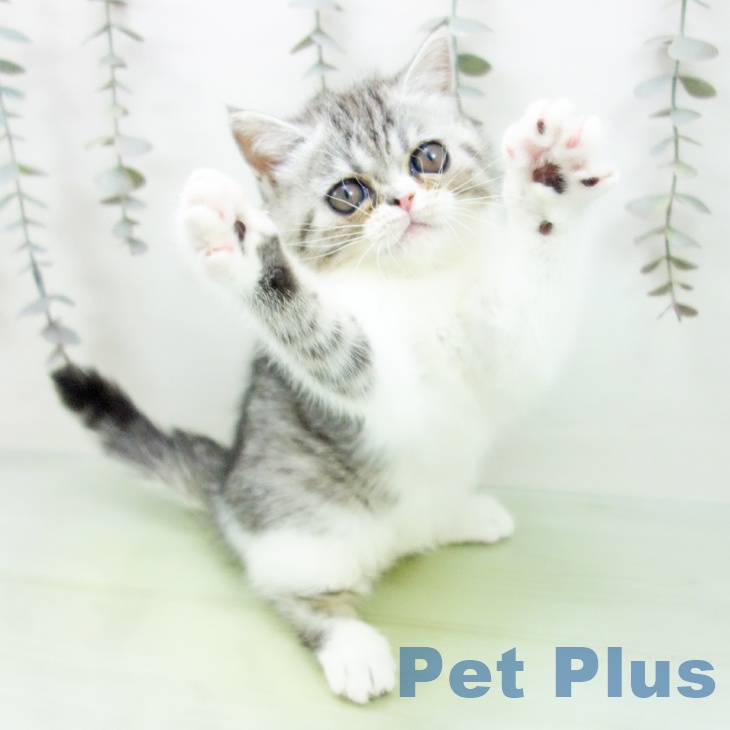 愛知県のエキゾチック (ペットプラス ナゴヤドーム前店/2025年9月7日生まれ/女の子/シルバータビーホワイト)の子猫の2枚目の画像