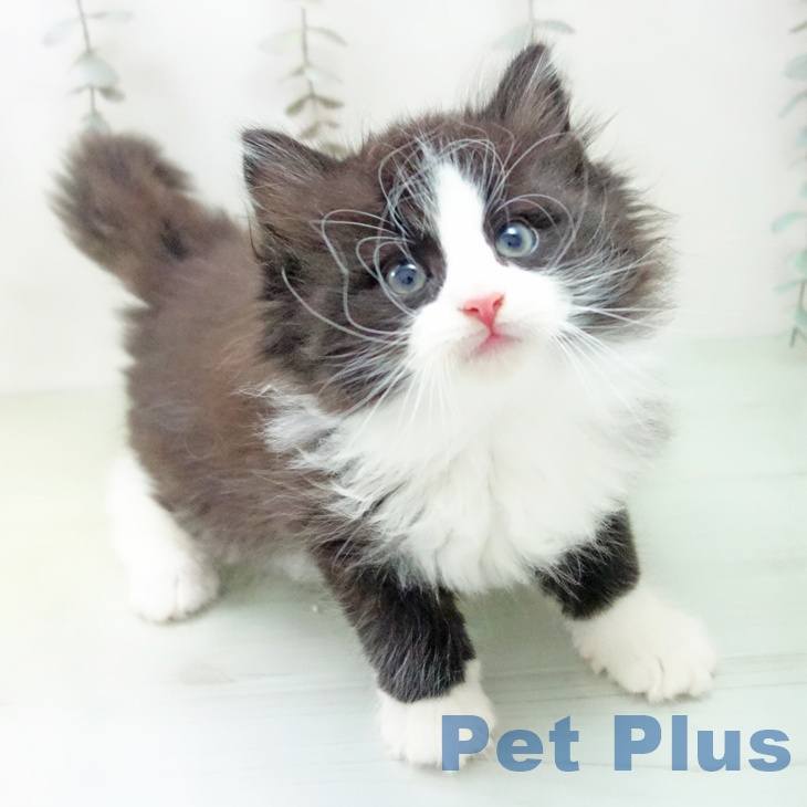 ノルウェージャンフォレストキャット