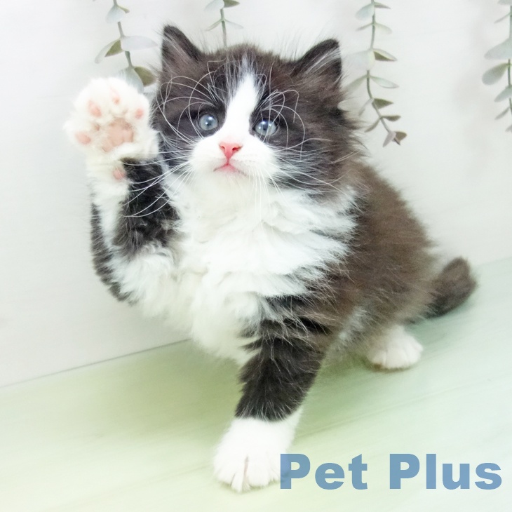 ノルウェージャンフォレストキャットの写真2