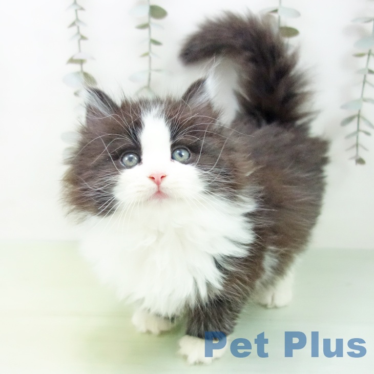 ノルウェージャンフォレストキャット