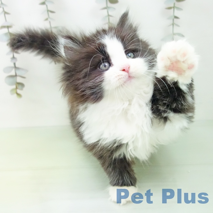 ノルウェージャンフォレストキャットの写真2