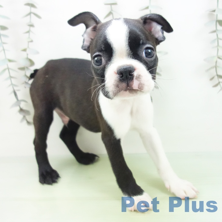 神奈川県のボストンテリア (ペットプラス ゆめが丘ソラトス店/2025年9月10日生まれ/男の子/ボストンカラー)の子犬