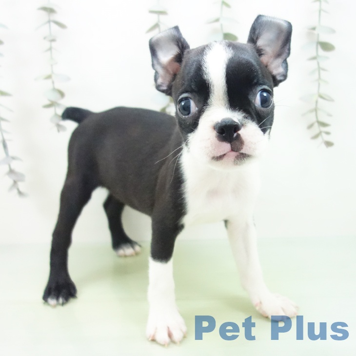 ボストン・テリア