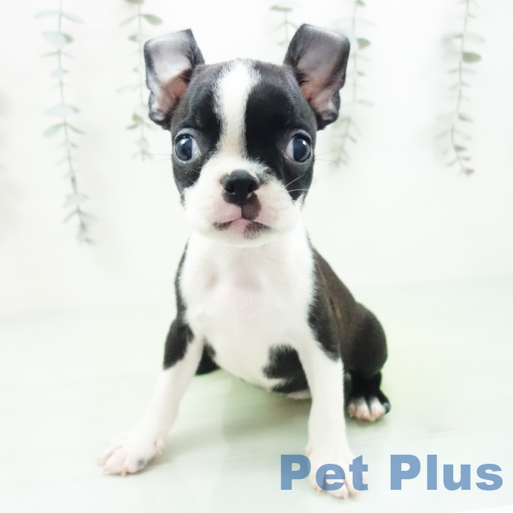 ボストン・テリア