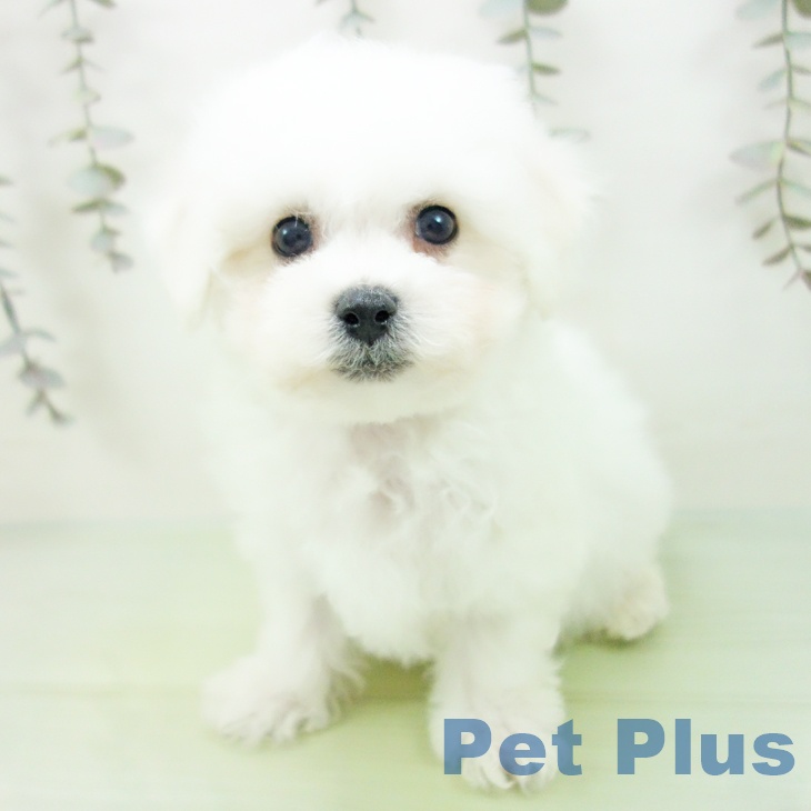愛知県のビションフリーゼ (ペットプラス 名古屋茶屋店/2025年9月11日生まれ/男の子/ホワイト)の子犬の1枚目の画像