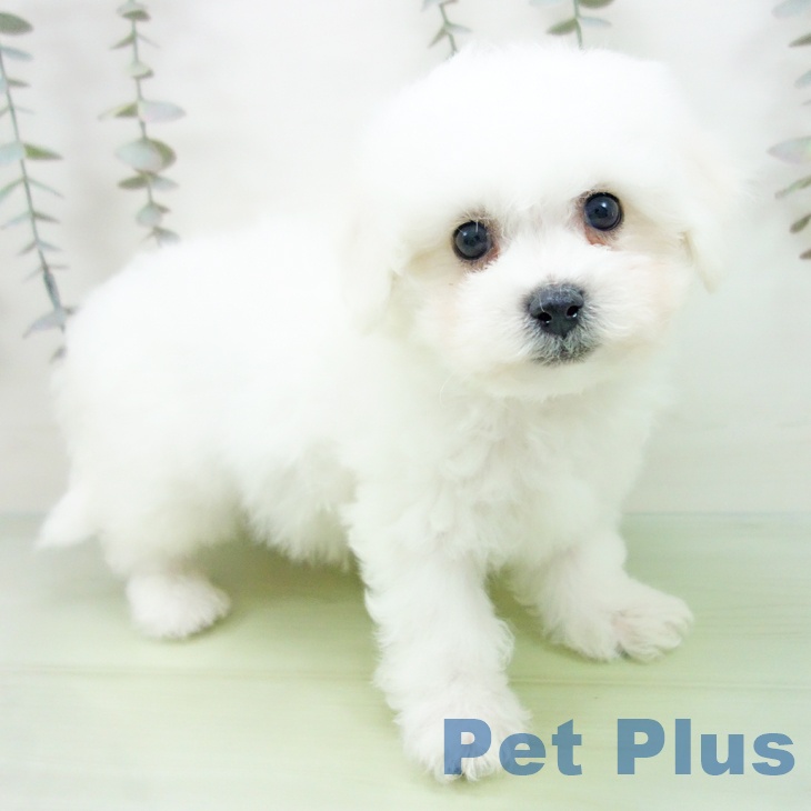 愛知県のビションフリーゼ (ペットプラス 名古屋茶屋店/2025年9月11日生まれ/男の子/ホワイト)の子犬の2枚目の画像