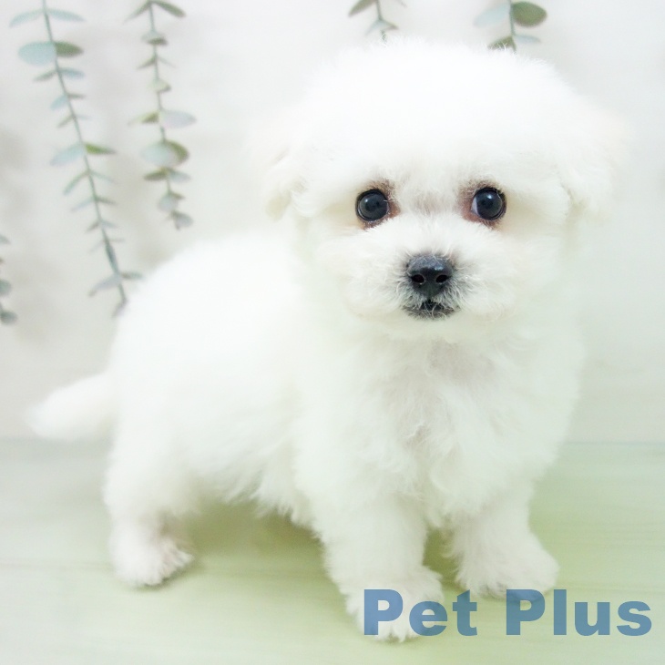 富山県のビションフリーゼ (ペットプラス 高岡店/2025年9月11日生まれ/男の子/ホワイト)の子犬の1枚目の画像