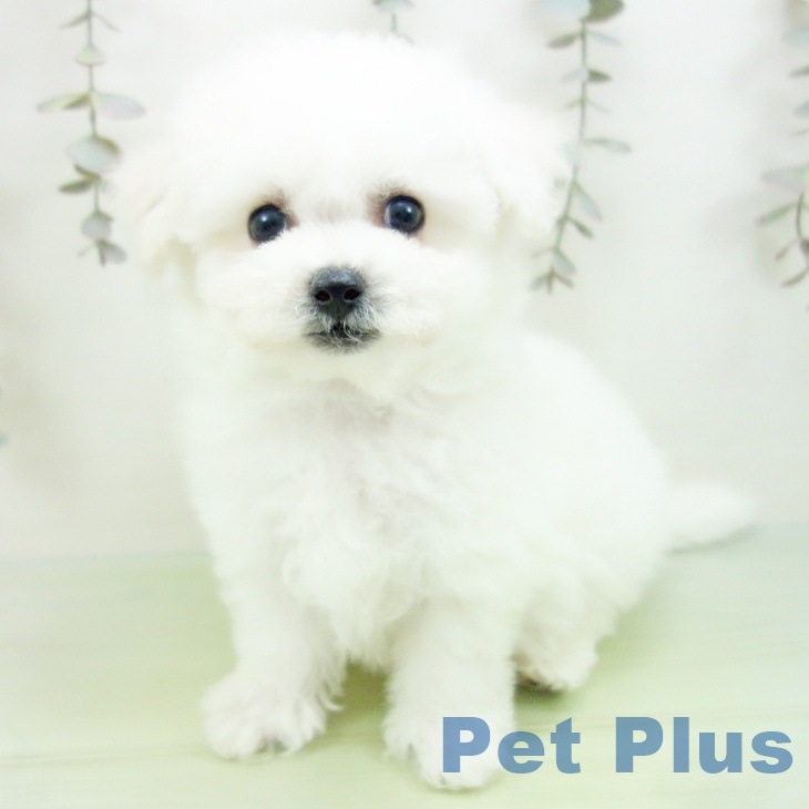 富山県のビションフリーゼ (ペットプラス 高岡店/2025年9月11日生まれ/男の子/ホワイト)の子犬の2枚目の画像