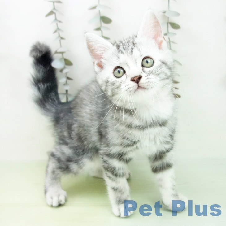 アメリカンショートヘア