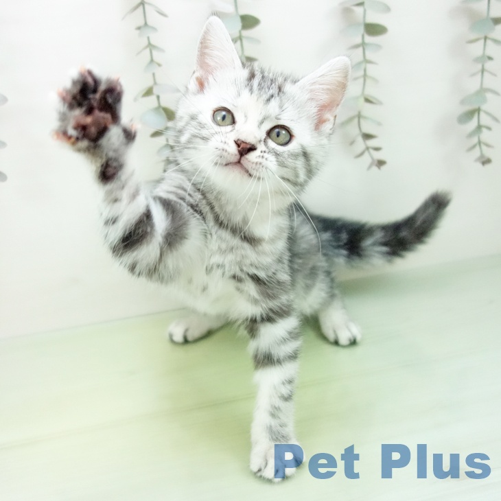 アメリカンショートヘアの写真2