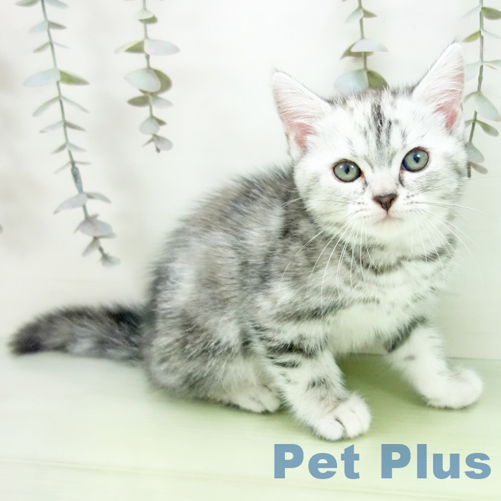 大阪府のアメリカンショートヘアー (ペットプラス イオン大日店/2025年9月8日生まれ/女の子/シルバーパッチドタビー)の子猫の1枚目の画像