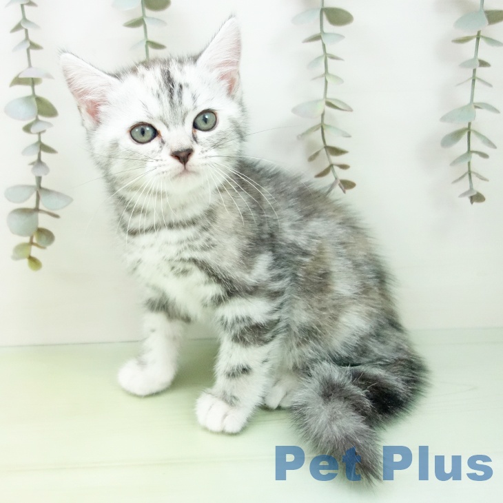 大阪府のアメリカンショートヘアー (ペットプラス イオン大日店/2025年9月8日生まれ/女の子/シルバーパッチドタビー)の子猫の2枚目の画像