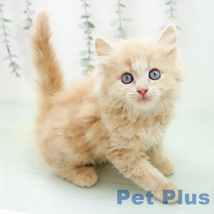 大阪府のサイベリアン (ペットプラス りんくう泉南店/2025年9月10日生まれ/男の子/クリームタビー)の子猫の1枚目の画像