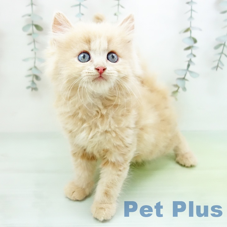 大阪府のサイベリアン (ペットプラス りんくう泉南店/2025年9月10日生まれ/男の子/クリームタビー)の子猫の2枚目の画像