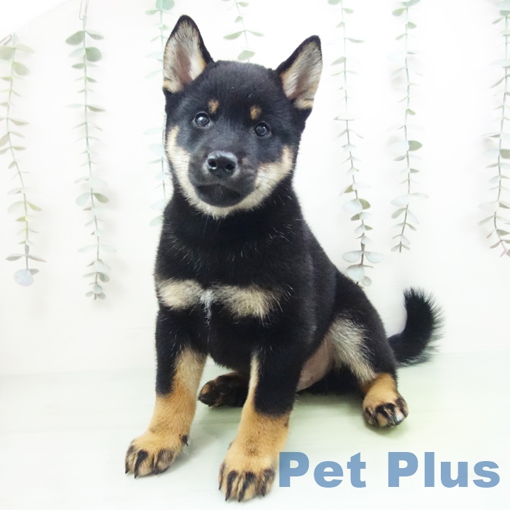 岐阜県の柴犬(標準サイズ) (ペットプラス 光ケ丘店/2025年9月8日生まれ/男の子/黒)の子犬