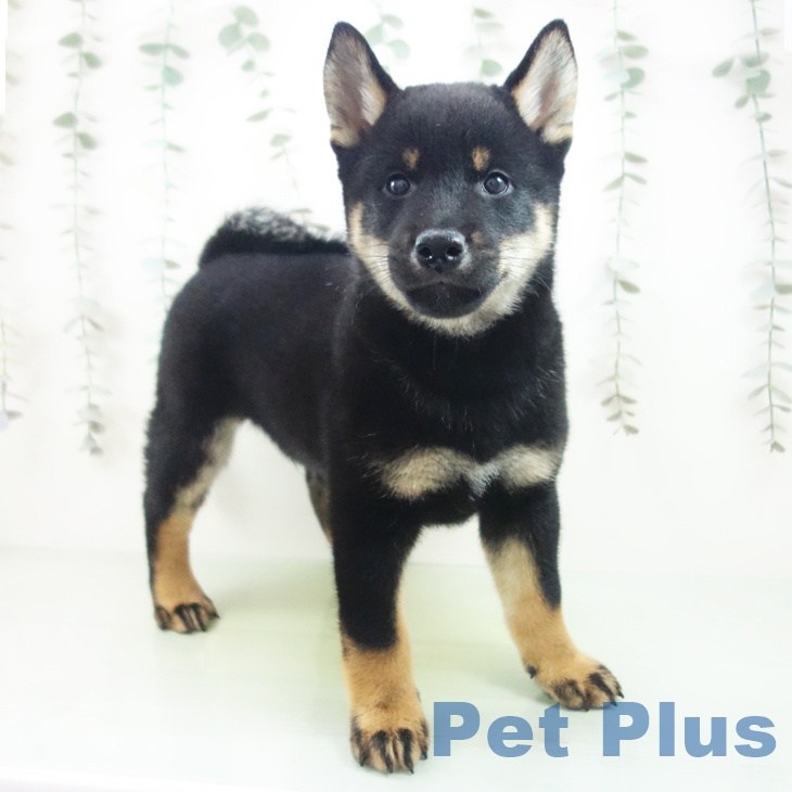 岐阜県の柴犬(標準サイズ) (ペットプラス 光ケ丘店/2025年9月8日生まれ/男の子/黒)の子犬の2枚目の画像