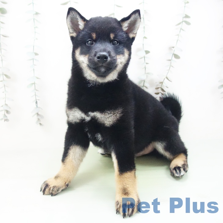 愛知県の柴犬(標準サイズ) (ペットプラス みなと店/2025年9月8日生まれ/男の子/黒)の子犬