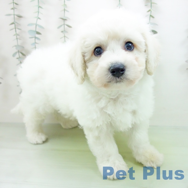 三重県のビションフリーゼ (ペッツワン 桑名店/2025年9月10日生まれ/男の子/ホワイト)の子犬