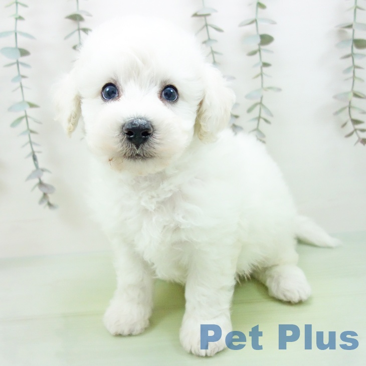 三重県のビションフリーゼ (ペットプラス 津南店/2025年9月10日生まれ/男の子/ホワイト)の子犬