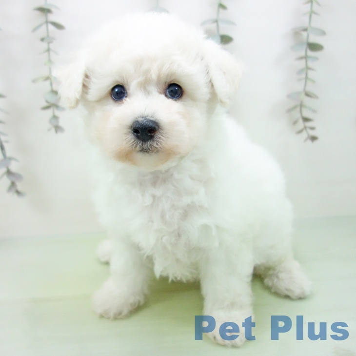 愛知県のビションフリーゼ (ペットプラス 豊橋牧野店/2025年9月10日生まれ/女の子/ホワイト)の子犬の2枚目の画像