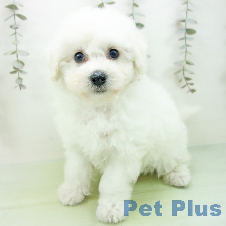 石川県のビションフリーゼ (ペットプラス 新小松店/2025年9月10日生まれ/女の子/ホワイト)の子犬の2枚目の画像