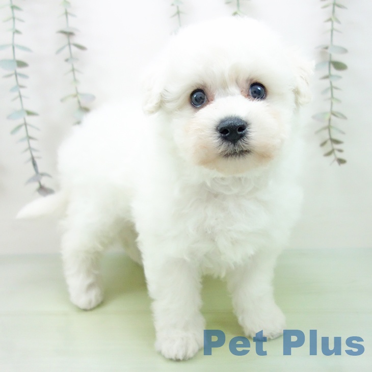 岐阜県のビションフリーゼ (ペットプラス 光ケ丘店/2025年9月10日生まれ/女の子/ホワイト)の子犬