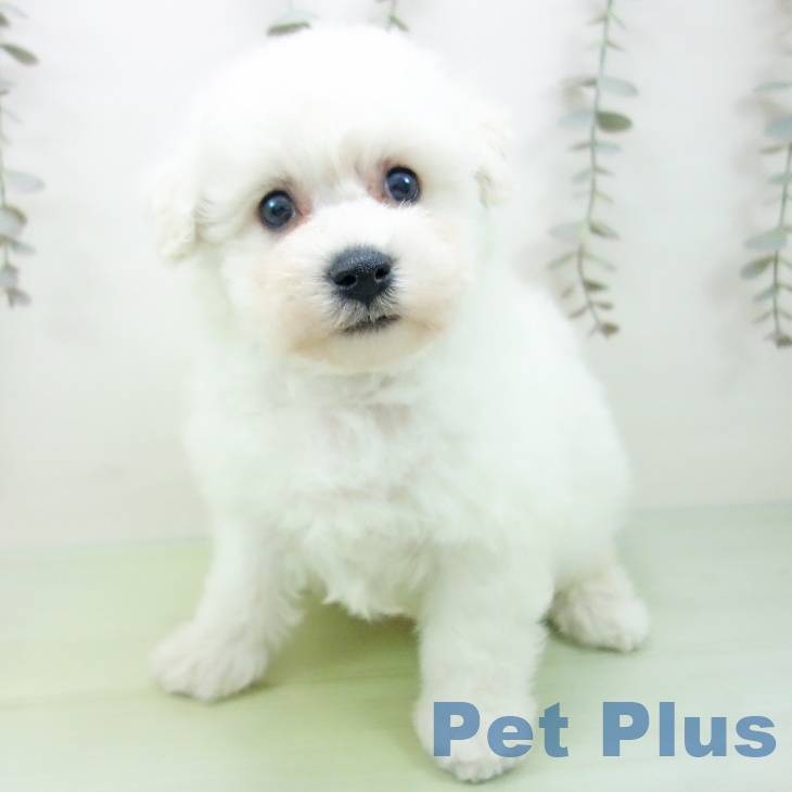 岐阜県のビションフリーゼ (ペットプラス 光ケ丘店/2025年9月10日生まれ/女の子/ホワイト)の子犬の2枚目の画像