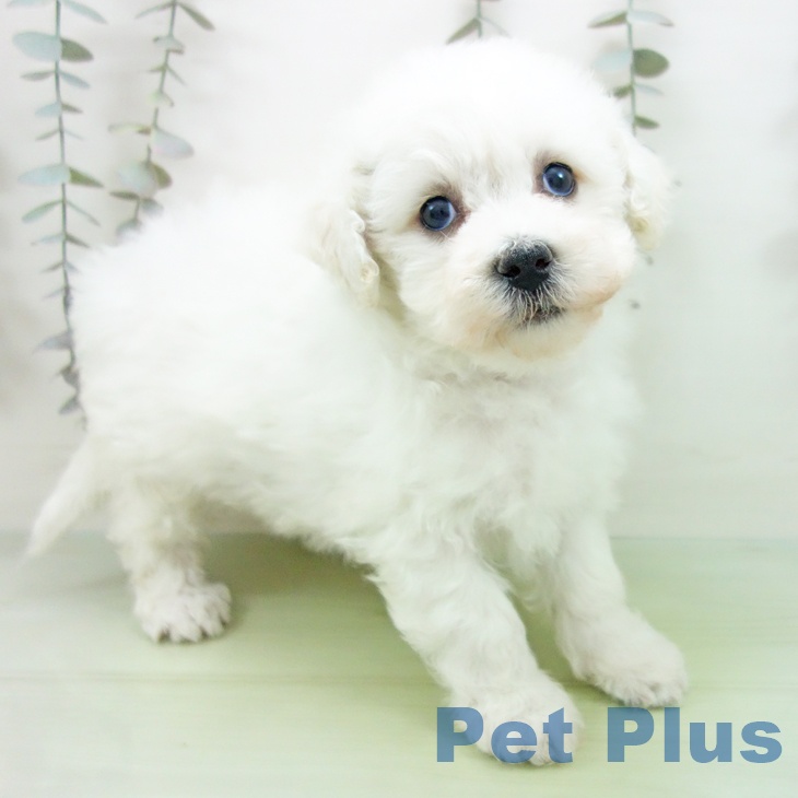 ビション・フリーゼ