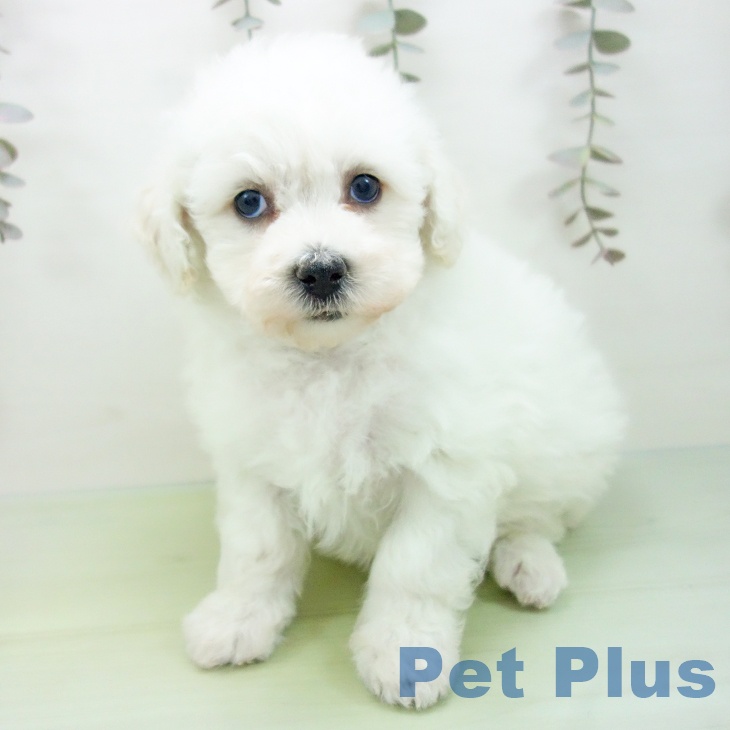 ビション・フリーゼの写真2