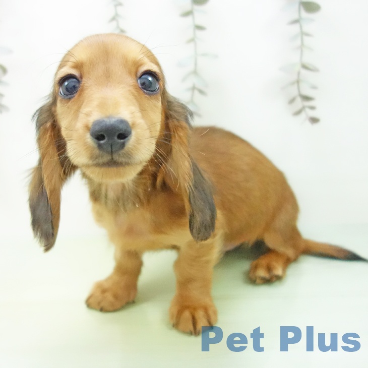 富山県のミニチュアダックスフンド(ロング) (ペットプラス 高岡店/2025年9月11日生まれ/男の子/レッド)の子犬