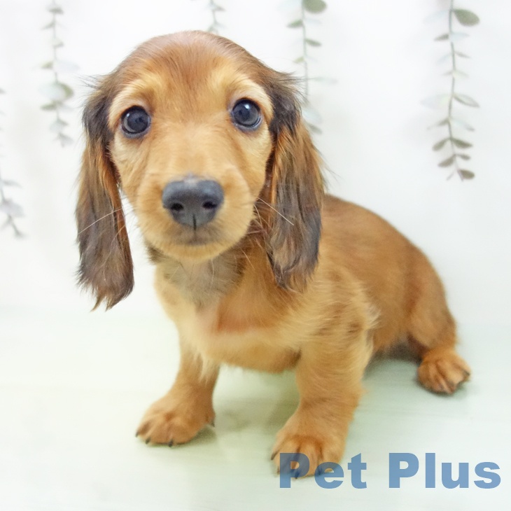 ミニチュア・ダックスフンド