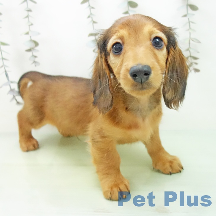 ミニチュア・ダックスフンドの写真2