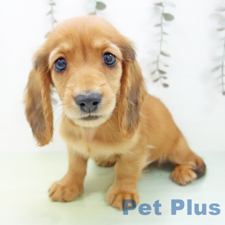 愛知県のミニチュアダックスフンド(ロング) (ペットプラス イオンモール長久手店/2025年9月11日生まれ/男の子/レッド)の子犬の1枚目の画像