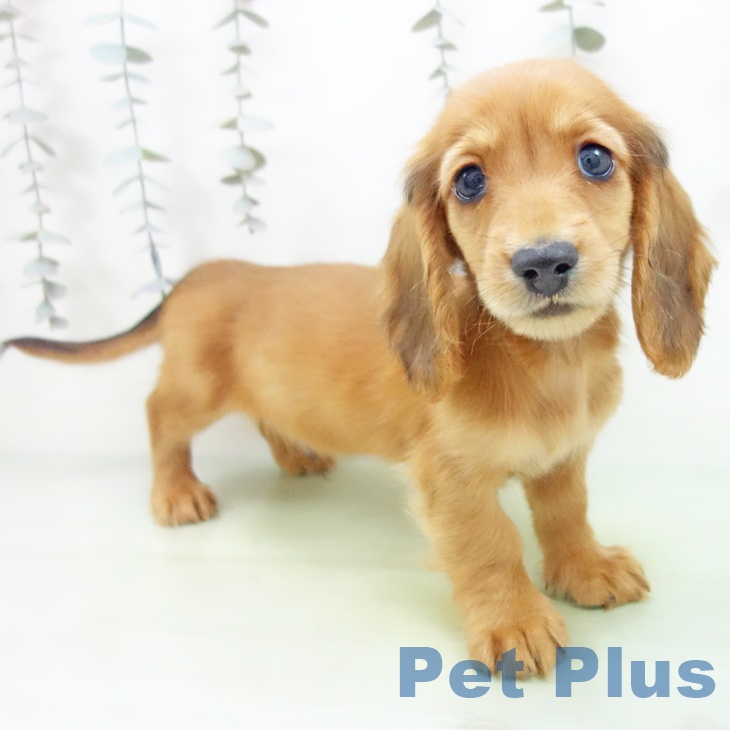 愛知県のミニチュアダックスフンド(ロング) (ペットプラス イオンモール長久手店/2025年9月11日生まれ/男の子/レッド)の子犬の2枚目の画像