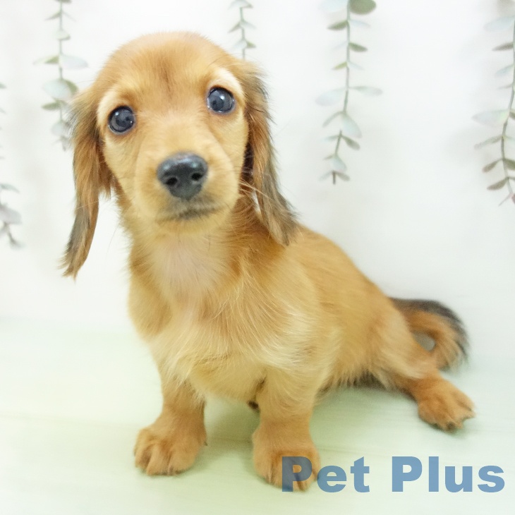 ミニチュア・ダックスフンド