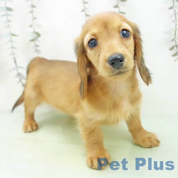 ミニチュア・ダックスフンド