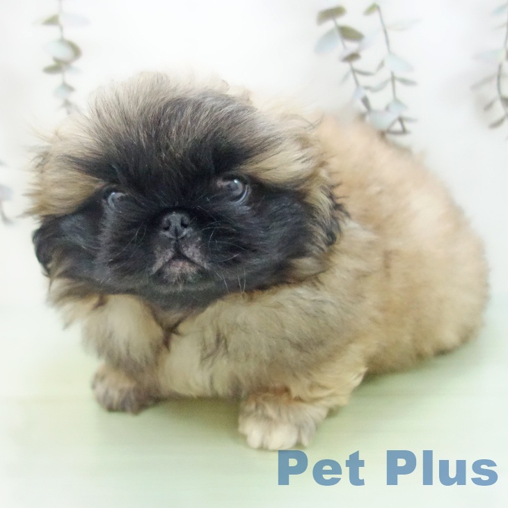 ペキニーズの写真2