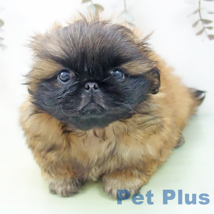 愛知県のペキニーズ (ペットプラス ナゴヤドーム前店/2025年9月11日生まれ/男の子/レッドブラックマスク)の子犬の1枚目の画像