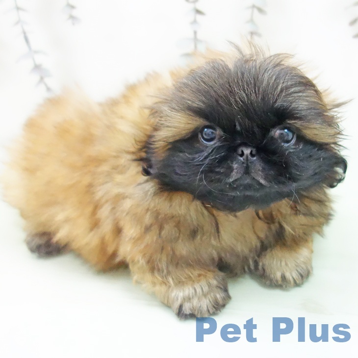 愛知県のペキニーズ (ペットプラス ナゴヤドーム前店/2025年9月11日生まれ/男の子/レッドブラックマスク)の子犬の2枚目の画像