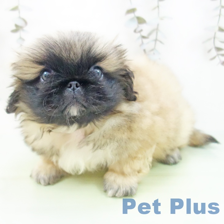 ペキニーズの写真2