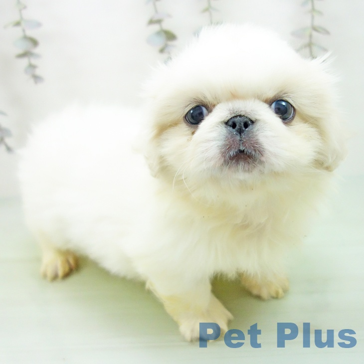 愛知県のペキニーズ (ペットプラス mozoワンダーシティ店/2025年9月9日生まれ/男の子/ホワイトクリーム)の子犬の1枚目の画像