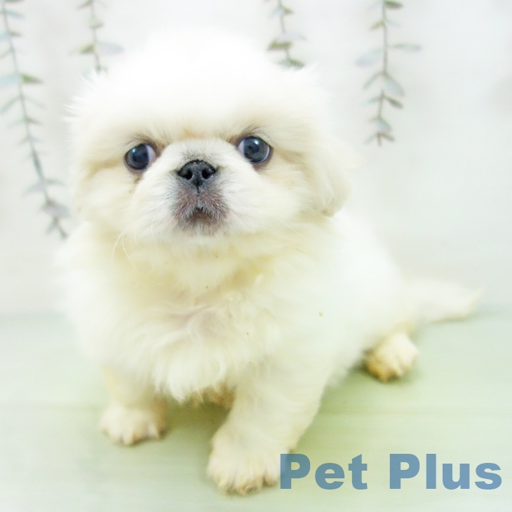 愛知県のペキニーズ (ペットプラス mozoワンダーシティ店/2025年9月9日生まれ/男の子/ホワイトクリーム)の子犬の2枚目の画像