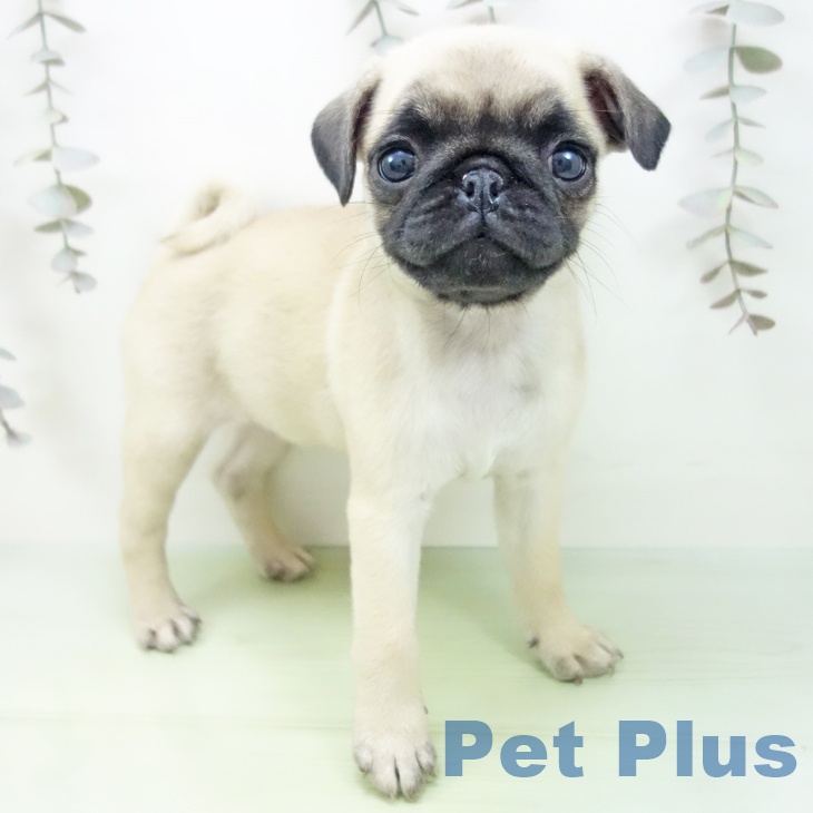 神奈川県のパグ (ペットプラス 武蔵小杉店/2025年9月10日生まれ/女の子/フォーン)の子犬
