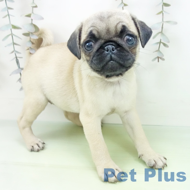 宮城県のパグ (ペットプラス 仙台上杉店/2025年9月10日生まれ/女の子/フォーン)の子犬の1枚目の画像