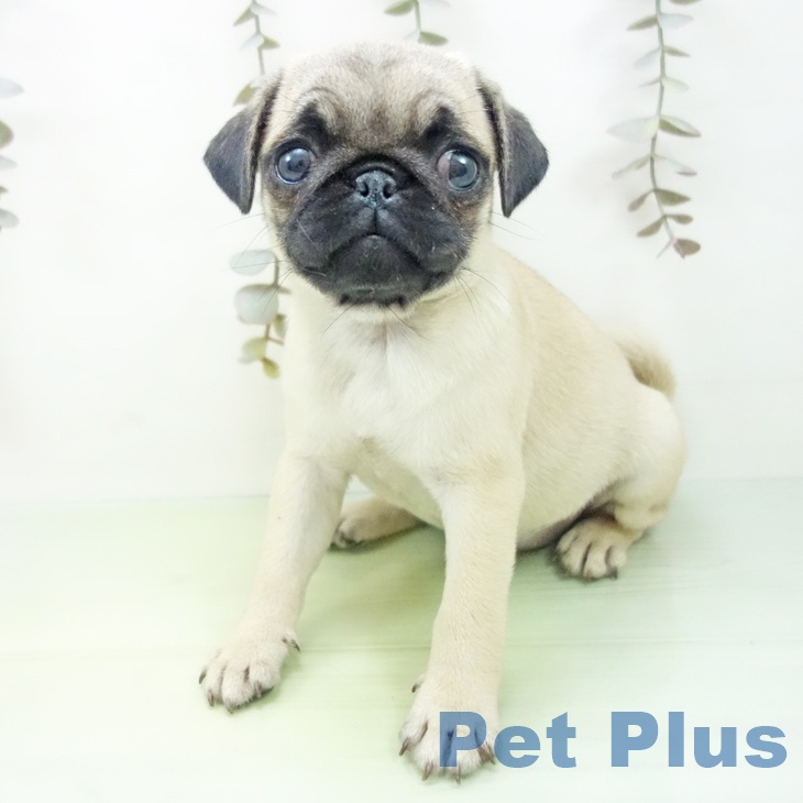 宮城県のパグ (ペットプラス 仙台上杉店/2025年9月10日生まれ/女の子/フォーン)の子犬の2枚目の画像